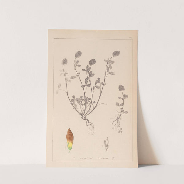 Herbier de la flore française Pl.0371 by Louis Antoine Cusin