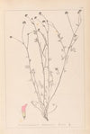 Herbier de la flore française Pl.0373