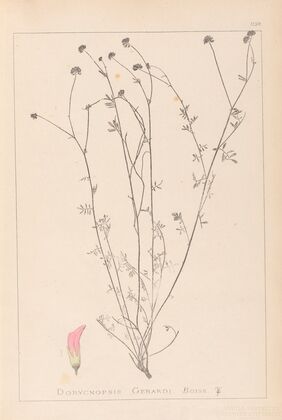 Herbier de la flore française Pl.0373