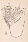 Herbier de la flore française Pl.0374