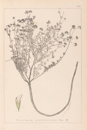 Herbier de la flore française Pl.0374