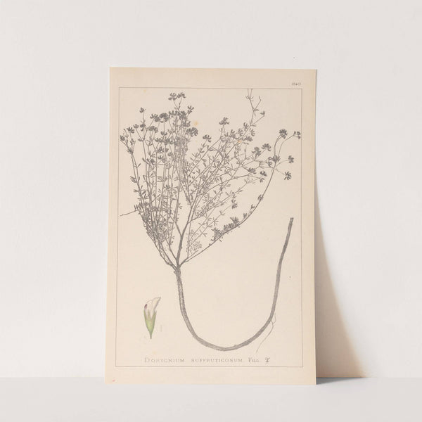 Herbier de la flore française Pl.0374 by Louis Antoine Cusin