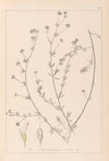 Herbier de la flore française Pl.0376