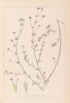 Herbier de la flore française Pl.0376