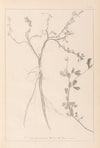 Herbier de la flore française Pl.0379