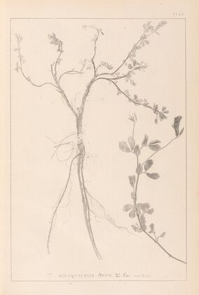 Herbier de la flore française Pl.0379