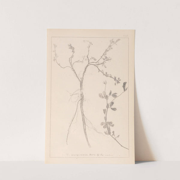 Herbier de la flore française Pl.0379 by Louis Antoine Cusin