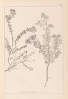 Herbier de la flore française Pl.0383