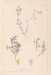 Herbier de la flore française Pl.0384