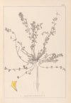 Herbier de la flore française Pl.0385