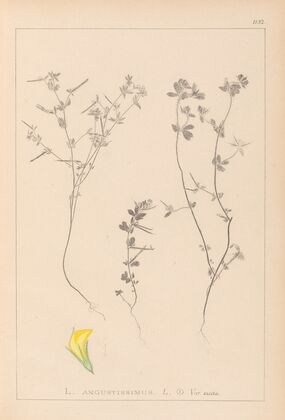 Herbier de la flore française Pl.0386