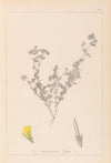 Herbier de la flore française Pl.0387