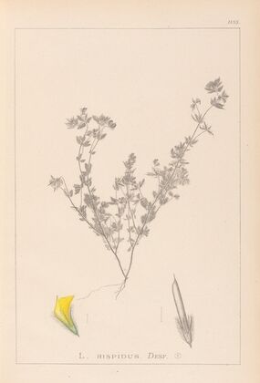 Herbier de la flore française Pl.0387