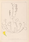 Herbier de la flore française Pl.0388