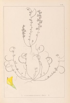 Herbier de la flore française Pl.0388