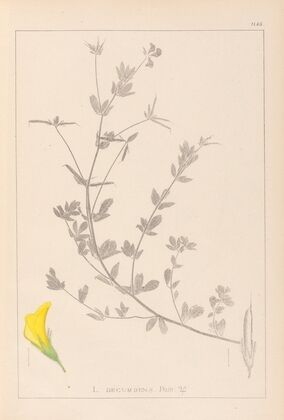Herbier de la flore française Pl.0389