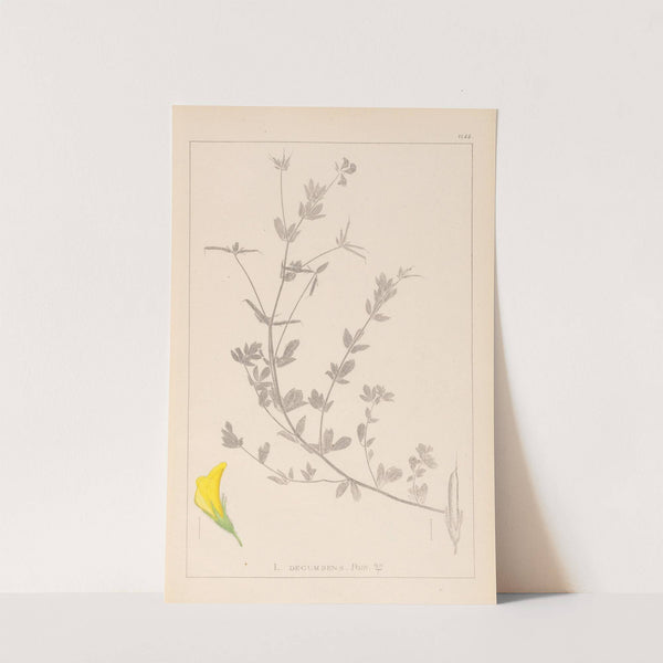 Herbier de la flore française Pl.0389 by Louis Antoine Cusin