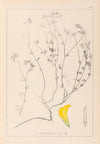 Herbier de la flore française Pl.0390