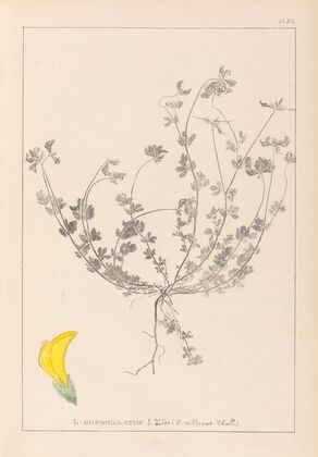 Herbier de la flore française Pl.0391