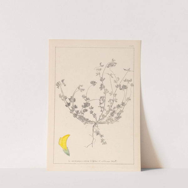 Herbier de la flore française Pl.0391 by Louis Antoine Cusin