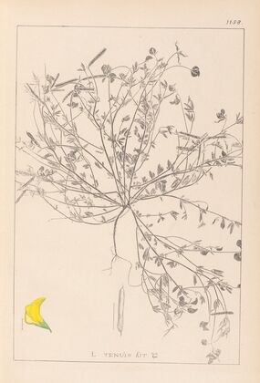 Herbier de la flore française Pl.0392