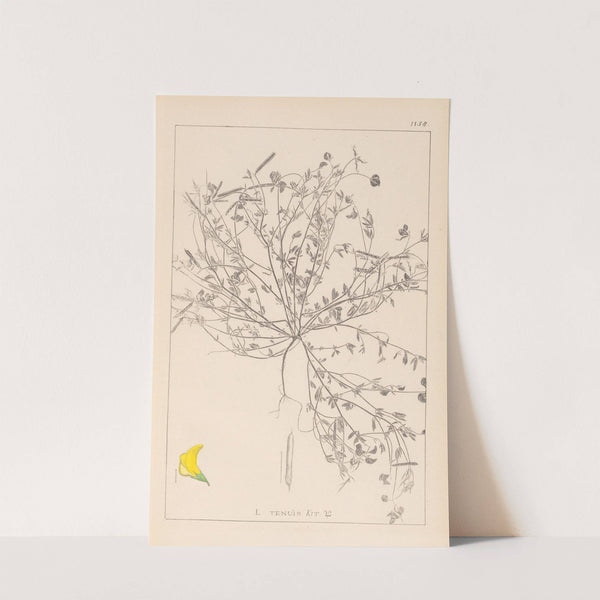 Herbier de la flore française Pl.0392 by Louis Antoine Cusin