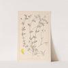 Herbier de la flore française Pl.0393 by Louis Antoine Cusin