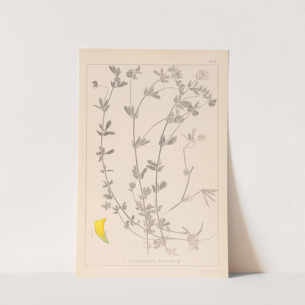 Herbier de la flore française Pl.0393 by Louis Antoine Cusin