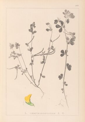 Herbier de la flore française Pl.0396