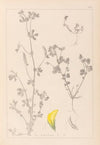 Herbier de la flore française Pl.0397