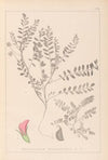 Herbier de la flore française Pl.0398