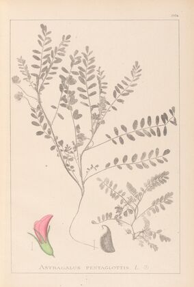 Herbier de la flore française Pl.0398