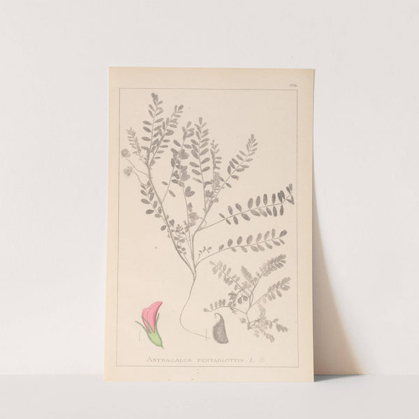 Herbier de la flore française Pl.0398 by Louis Antoine Cusin