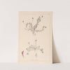 Herbier de la flore française Pl.0399 by Louis Antoine Cusin