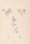 Herbier de la flore française Pl.0401