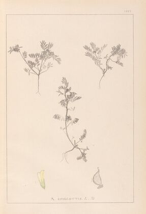 Herbier de la flore française Pl.0401