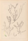 Herbier de la flore française Pl.0402