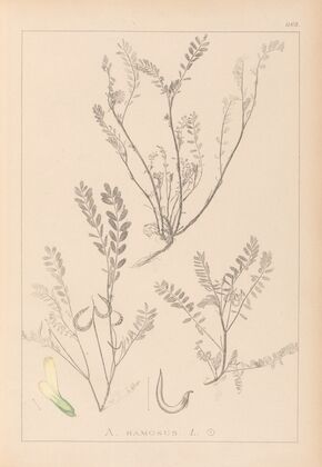Herbier de la flore française Pl.0402