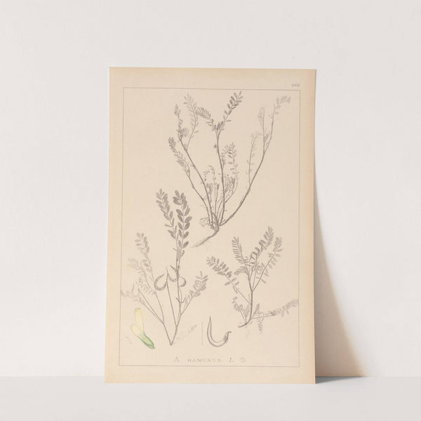 Herbier de la flore française Pl.0402 by Louis Antoine Cusin