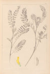 Herbier de la flore française Pl.0403