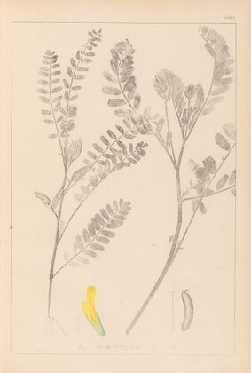 Herbier de la flore française Pl.0403