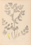 Herbier de la flore française Pl.0404