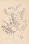 Herbier de la flore française Pl.0405