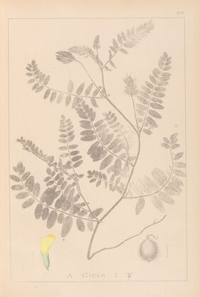 Herbier de la flore française Pl.0405
