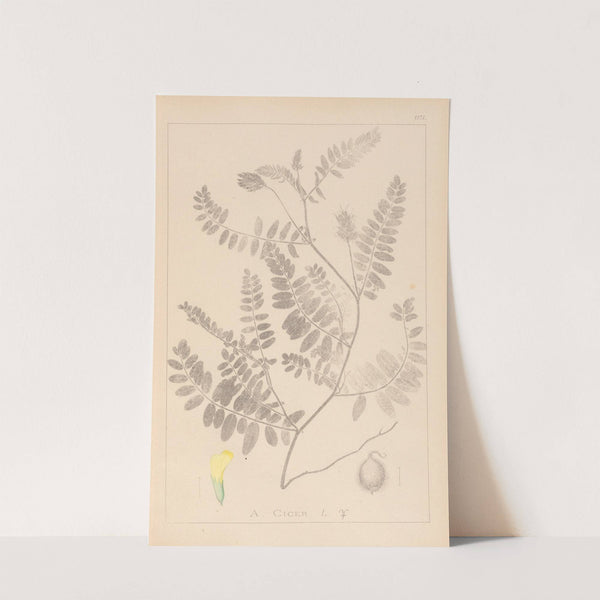 Herbier de la flore française Pl.0405 by Louis Antoine Cusin