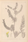 Herbier de la flore française Pl.0406