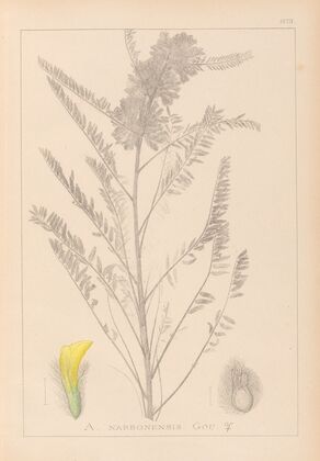 Herbier de la flore française Pl.0407