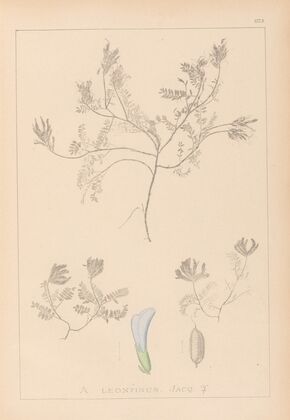 Herbier de la flore française Pl.0409