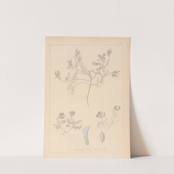 Herbier de la flore française Pl.0409 by Louis Antoine Cusin