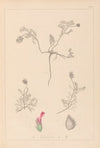 Herbier de la flore française Pl.0410